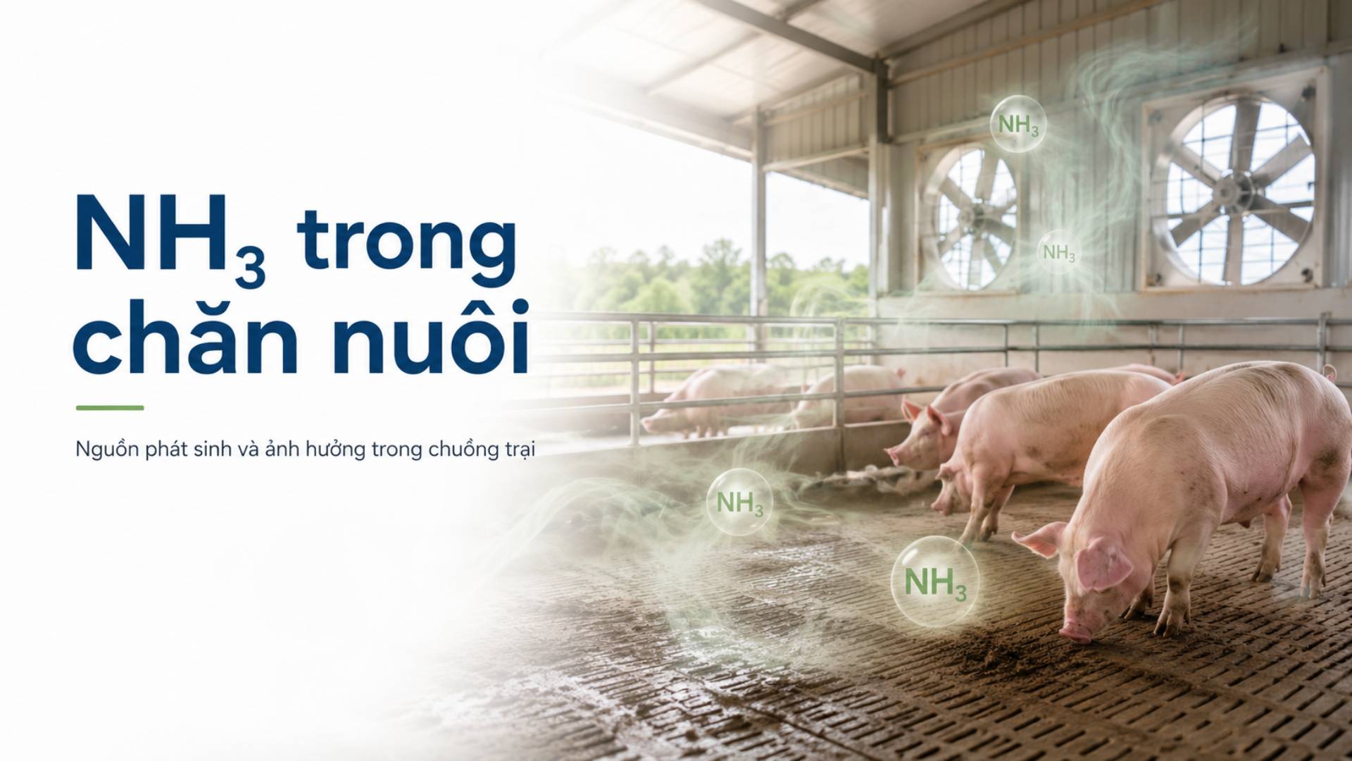NH3 trong chăn nuôi nếu không được xử lý đúng cách sẽ gây ra nhiều tác hại cho cả người và vật nuôi