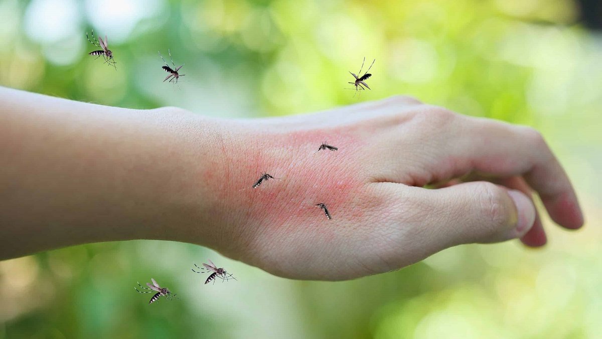 Muỗi bị thu hút bởi mùi cơ thể và nhiệt độ da